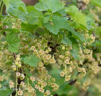 fileadmin/roha/images_galerie/Baum-natur-garten/Gemuese-Garten-Kraeuter-neu/GAR-BEER-JOHANN-0005-D-roha-Garten-Beerenobst-Johannisbeeren-Bluete.png