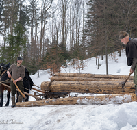 fileadmin/roha/images_galerie/Landwirtschaft/Forst-Holzknecht/HOLZKNE-HAM-PFERD-2019-1219-01-D-roha-Holzknecht-Winter-Siegsdorf-Hammer-Winterzug.png