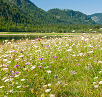 fileadmin/roha/images_galerie/orte_landschaft/Ruhpolding/RUH-LOED-0018-D-roha-Ruhpolding-Loedensee-Blumenwiese.png