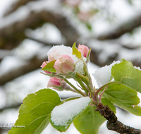 fileadmin/roha/images_galerie/Baum-natur-garten/Baeume/BAUM-APF-BLUE-0009-01-D-ADH-roha-Baum-Apfelbaum-Bluete-Knospe-Schnee-Baum-Apfelbaum-Bluete-Knospe-Schnee.png