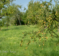 fileadmin/roha/images_galerie/Baum-natur-garten/Baeume/BAUM-APFEL-OBST-0026-D-roha-Baum-Obst-Apfelbaum-Apfel-Grafenberg.png