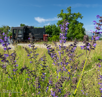 fileadmin/roha/images_galerie/Baum-natur-garten/Natur-Wildblumen-Landschaft/FREIL-KREISV-EISB-0019-D-roha-Freilassing-Eisenbahn-Kreisverkehr-Lokomotive.png