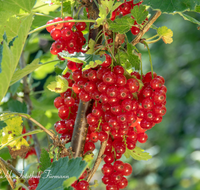 fileadmin/roha/images_galerie/Baum-natur-garten/Gemuese-Garten-Kraeuter-neu/GAR-BEER-JOHANN-0001-0-01-D-roha-Garten-Beerenobst-Johannisbeeren.png