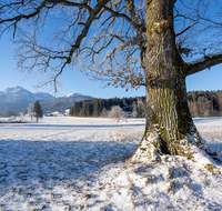 fileadmin/roha/images_galerie/orte_landschaft/Anger/Anger/Anger-Landschaft/AN-LANDS-WI-0002-D-roha-Anger-Landschaft-Eiche-Winter-Steinhoegl-Schutzgebiet-Hochstaufen.png