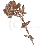 fileadmin/roha/images_galerie/Clipart/BL-HAUSG-ROSE-0015-2-D-roha-Clipart-Rose.jpg