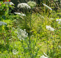 fileadmin/roha/images_galerie/Baum-natur-garten/Natur-Wildblumen-Landschaft/BL-WIESE-UF-0016-01-D-roha-Blumenwiese-Wilde-Moehre-Daucus-carota-subsp.png