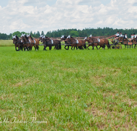 fileadmin/roha/images_galerie/brauchtum/Leonhardiritt/Holzhausen_01/Kaltblutfest/BR-PFRI-HOLZ-KALTBL-0015-0-0-2-D-roha-Brauchtum-Kaltblut-Pferd-Kutsche-Holzhausen-Teisendorf-Zehner-Zug.png