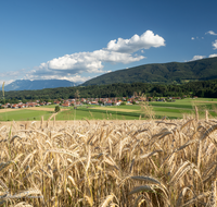 fileadmin/roha/images_galerie/orte_landschaft/Teisendorf/Oberteisendorf/TEI-OB-PAN-0020-D-roha-Ober-Teisendorf-Panorama-Untersberg-Getreidefeld.png