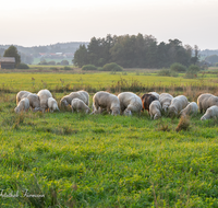 fileadmin/roha/images_galerie/Tiere/TIE-SCHAF-HAARM-SO-0001-1852-D-roha-Tiere-Schaf-Sonnenuntergang-Haarmoos.png