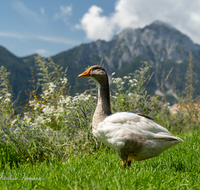 fileadmin/roha/images_galerie/Tiere/TIE-VOEG-GANS-0012-D-roha-Tiere-Voegel-Gans-Anserinae-Hochstaufen.png