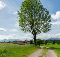 fileadmin/roha/images_galerie/orte_landschaft/Abtsdorf-Abtsdorfer-See/ABTS-0001-55-D-roha-Abtsdorf-Untersberg-Baum-Hochstaufen.png