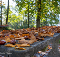 fileadmin/roha/images_galerie/Baum-natur-garten/Baeume/ABTS-SEE-STIM-HER-0003-D-roha-Abtsdorfer-See-Herbst-Laub-Tisch-Stimmung.png