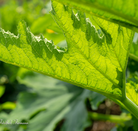 fileadmin/roha/images_galerie/Baum-natur-garten/Gemuese-Garten-Kraeuter-neu/GAR-GEM-0032-03-D-roha-Garten-Gemuese-Zucchini-Blatt-Ader.png