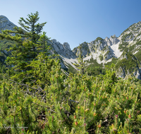 fileadmin/roha/images_galerie/orte_landschaft/Inzell/INZ-HEN-0013-D-roha-Inzell-Hendelberg-Zwiesel.png