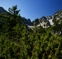 fileadmin/roha/images_galerie/orte_landschaft/Inzell/INZ-HEN-0013-D-roha-Inzell-Hendelberg-Zwiesel.png