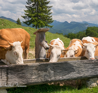 fileadmin/roha/images_galerie/Tiere/Kuh-Schaf-Pferd-Ziege/SCHLECH-OBER-BRU-ALM-KU-0002-D-roha-Schleching-Oberauer-Brunst-Alm-Kuehe-Brunnen.png