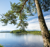 fileadmin/roha/images_galerie/orte_landschaft/Abtsdorf-Abtsdorfer-See/ABTS-SEE-BADE-0006-0-02-D-roha-Abtsdorfer-See-Baum-Hochstaufen-Zwiesel.png