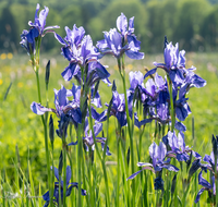 fileadmin/roha/images_galerie/Baum-natur-garten/Natur-Wildblumen-Landschaft/BL-IRIS-0005-D-roha-Blumen-blaue-Iris-Schwertlilie-Iris-sibirica-Oberteisendorf-Feuchtwiese.png