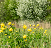 fileadmin/roha/images_galerie/Baum-natur-garten/Natur-Wildblumen-Landschaft/BL-TROLL-0011-D-roha-Blume-Trollblume-Trollius-europaeus-Fruehling.png