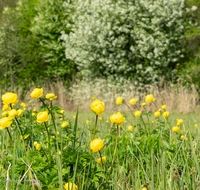 fileadmin/roha/images_galerie/Baum-natur-garten/Natur-Wildblumen-Landschaft/BL-TROLL-0011-D-roha-Blume-Trollblume-Trollius-europaeus-Fruehling.png