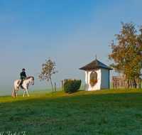 fileadmin/roha/images_galerie/Freizeit-Sport/SPORT-REIT-0013-D-roha-Sport-Reiten-Freidling-Kapelle-Herbst-Pferd.png