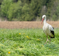 fileadmin/roha/images_galerie/Hintergrund-Download/2048x1152/TIE-VOEG-STOR-0015-D-roha-Tier-Vogel-Weiss-Storch-Ciconia-ciconia.png