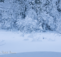 fileadmin/roha/images_galerie/Winter/WINT-FRILLS-0003-D-roha-Winter-Schnee-Inzell-Frillensee-Wald.png