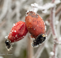 fileadmin/roha/images_galerie/Winter/WINT-HAGEB-0005-D-roha-Winter-Rauhreif-Rose-Hagebutte-rot-kalt.png