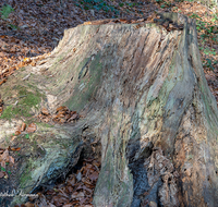 fileadmin/roha/images_galerie/Baum-natur-garten/Baeume/BAUM-TOTH-0005-D-roha-Baum-Totholz-Herbst-Laub-Wald-Baumstamm.png