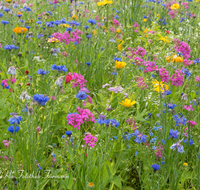 fileadmin/roha/images_galerie/Baum-natur-garten/Natur-Wildblumen-Landschaft/BL-WIESE-TEI-KARLS-0001-D-roha-Blumenwiese-Teisendorf-Karlsbach.png