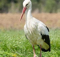 fileadmin/roha/images_galerie/Hintergrund-Download/1920x1080_-_Handy/TIE-VOEG-STOR-0015-D-roha-Tier-Vogel-Weiss-Storch-Ciconia-ciconia.png