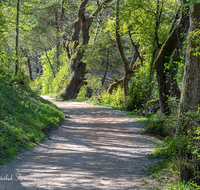 fileadmin/roha/images_galerie/wege/WEGE-THUMS-0001-D-roha-Weg-Thumsee-Wald.png