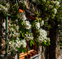 fileadmin/roha/images_galerie/Baum-natur-garten/Baeume/BAUM-BIRN-0013-01-D-roha-Baum-Birnbaum-bluehend-Wand-Mauer-Fenster.png