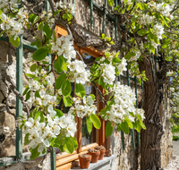 fileadmin/roha/images_galerie/Baum-natur-garten/Baeume/BAUM-BIRN-0013-01-D-roha-Baum-Birnbaum-bluehend-Wand-Mauer-Fenster.png