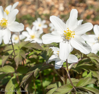 fileadmin/roha/images_galerie/Hintergrund-Download/1024x800/BL-BUSCHW-0010-D-roha-Blumen-Buschwindroeschen-Anemone-nemorosa-weiss.png