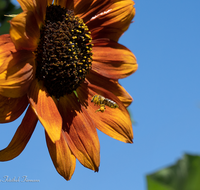 fileadmin/roha/images_galerie/Tiere/Insekten/BL-HAUSG-SONNEBL-0072-D-roha-Blumen-Hausgarten-Sonnenblume-Biene.png