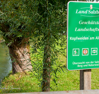 fileadmin/roha/images_galerie/orte_landschaft/Salzburg/Almkanal/SA-B-ALMK-KOPFW-0003-01-D-roha-Salzburg-Almkanal-Wasser-Kopfweide-Gneis-Schild.png