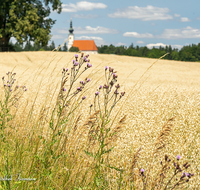 fileadmin/roha/images_galerie/Landwirtschaft/TITTM-ASTEN-0008-D-roha-Tittmoning-Asten-Kirche-Getreide-Feld.png