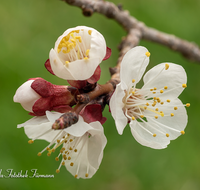 fileadmin/roha/images_galerie/Baum-natur-garten/Baeume/BAUM-APR-BLUE-0006-D-roha-Baum-Obst-Aprikose-Bluete.png