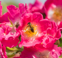 fileadmin/roha/images_galerie/Tiere/BL-HAUSG-ROSE-0050-D-roha-Blumen-Hausgarten-Heckenrose-Rose-Biene-Apis-Rosa-corymbifera.png