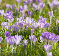 fileadmin/roha/images_galerie/Baum-natur-garten/Blumengarten-Blumen/BL-KROK-0034-D-roha-Blumen-Krokus-Fruehling-blau-lila.png