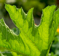 fileadmin/roha/images_galerie/Baum-natur-garten/Gemuese-Garten-Kraeuter-neu/GAR-GEM-0032-02-D-roha-Garten-Gemuese-Zucchini-Blatt-Ader.png