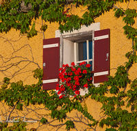 fileadmin/roha/images_galerie/Fenster-Tueren/LANDA-FENST-LAUF-0001-D-roha-Landart-Fenster-Laufen-Stadtturm-Wilder-Wein.png