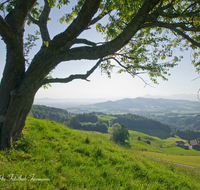 fileadmin/roha/images_galerie/orte_landschaft/Anger/Anger/Anger-Stimmung/LANDS-ANG-STOISSB-0001-D-roha-Landschaft-Anger-Stoissberg-Panorama-Baum.png