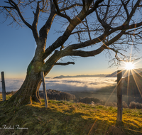 fileadmin/roha/images_galerie/orte_landschaft/Anger/Anger/Anger-Landschaft/SO-AU-ANG-STOISSB-0002-0807-D-roha-Sonnenaufgang-Anger-Stoissberg-Neuhaus-Baum.png