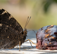 fileadmin/roha/images_galerie/Tiere/TIE-SCHMETT-TRAU-0001-D-roha-Tier-Schmetterling-Trauermantel-Insekt.png