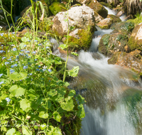 fileadmin/roha/images_galerie/wasser/WAS-WILDB-KIRCH-TAL-0006-D-roha-Wasser-Wildbach-Kirchental-St-Martin-b-Lofer.png