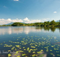 fileadmin/roha/images_galerie/orte_landschaft/Abtsdorf-Abtsdorfer-See/ABTS-SEE-0011-D-roha-Abtsdorfer-See-Leobendorf-Abtsdorf-Saaldorf-Laufen-Wasser-Seerosen.png