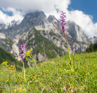 fileadmin/roha/images_galerie/orte_landschaft/Berchtesgaden/Nationalpark_Klausbachtal_Wimbachtal_-Klamm/BGD-NAT-BIND-BL-0027-D-roha-Berchtesgaden-Nationalpark-Bindalm-Knabenkraut-Orchis-mascula-Muehlsturzhoerner.png