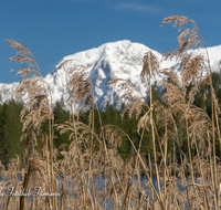 fileadmin/roha/images_galerie/orte_landschaft/Berchtesgaden/Ramsau/BGD-RA-HI-0011-01-D-roha-Berchtesgaden-Ramsau-Hintersee-Hoher-Goell-Schilf.png